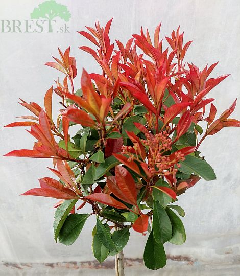 Červienka na kmeni 50cm